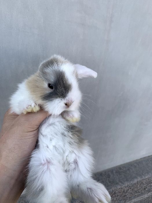 Sotiladi shirinchala