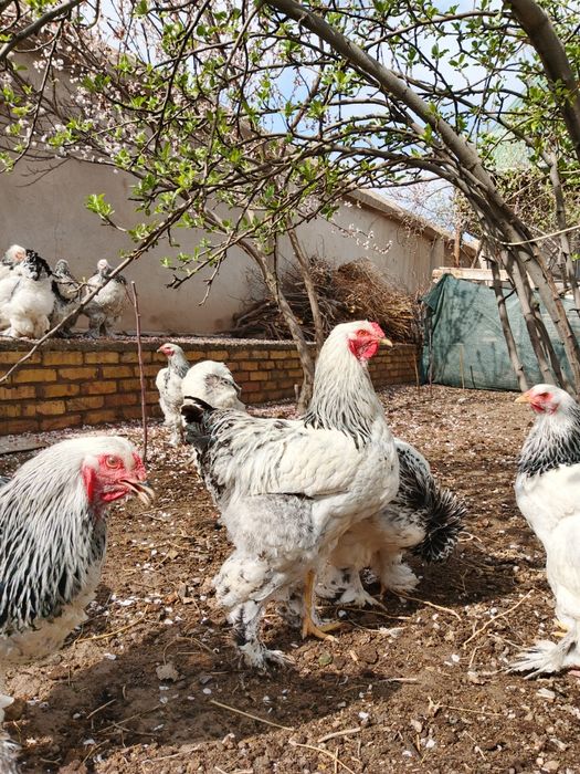 Хуразла сатилади