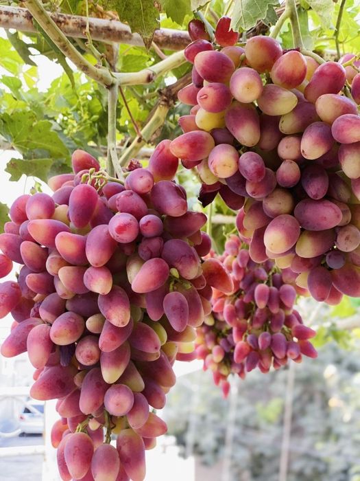 Eng YANGI SORT UZUM Kuchatlari