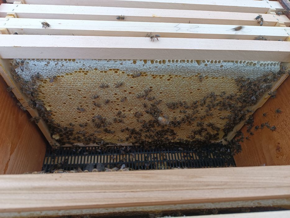 Vand roiuri de albine pe 5 rame!