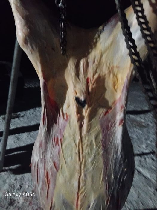 Мяссо конина мяссо