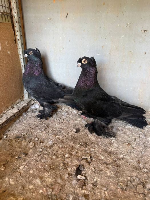 Каптарла сотилади кабутар, kaptar, голубь