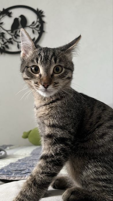 Отдам котенка мальчик 2 месяца