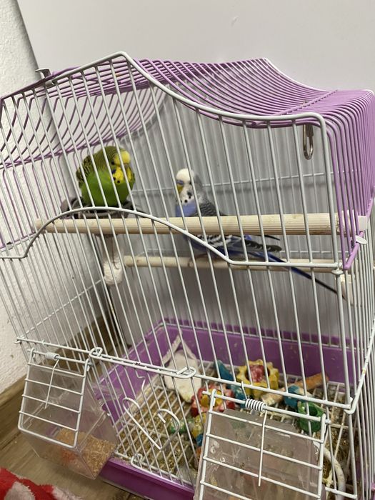 Pereche papagali+colivie !