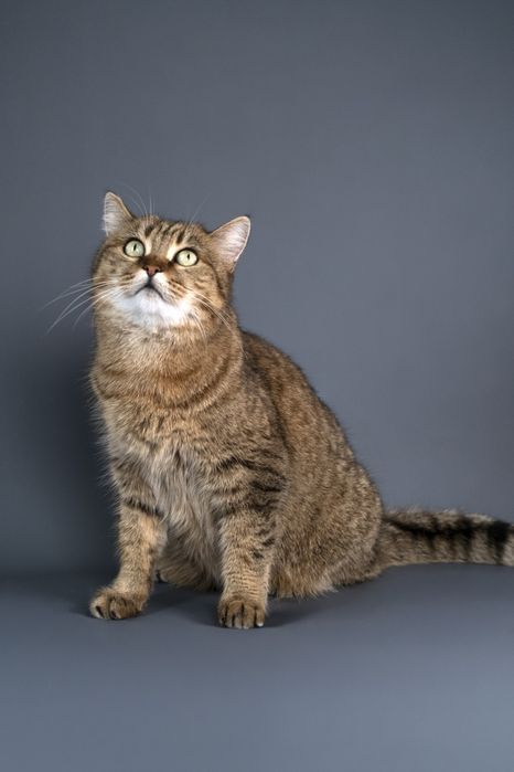 Кошечка Маша в поиске дома.