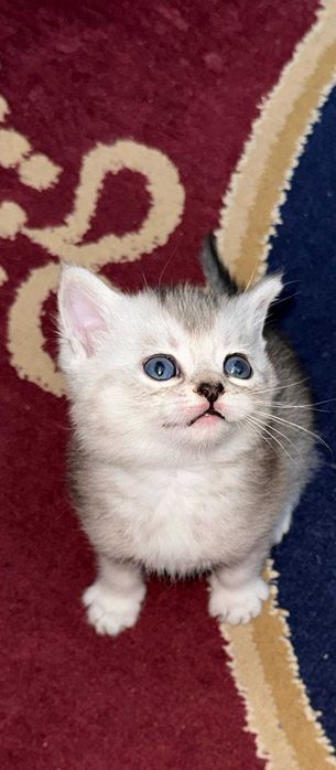 Sotiladi Scottish Fold