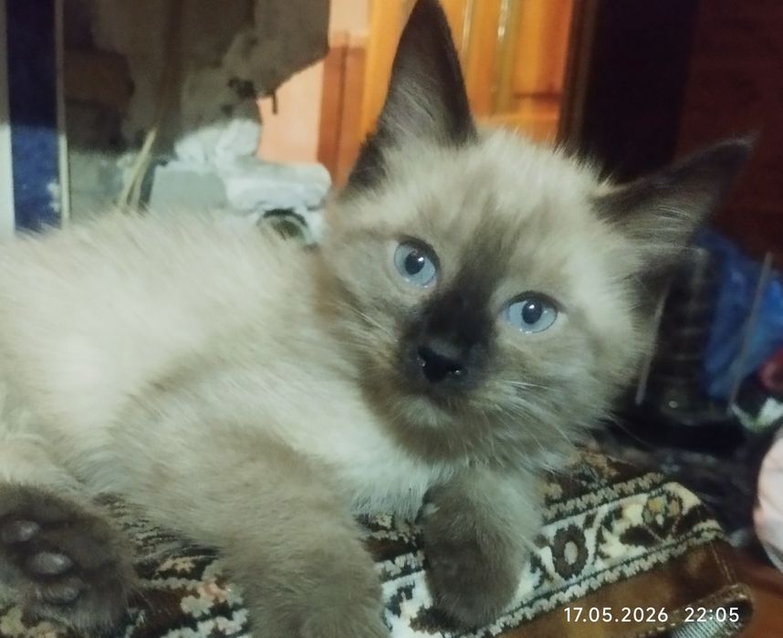 Сиамский, ласковый мальчик.