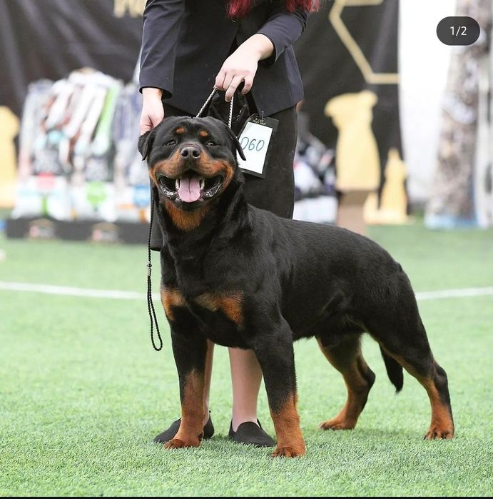 Ротвейлер кобель для вязки