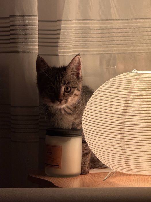 Отдаем активного мальчика в добрые руки!