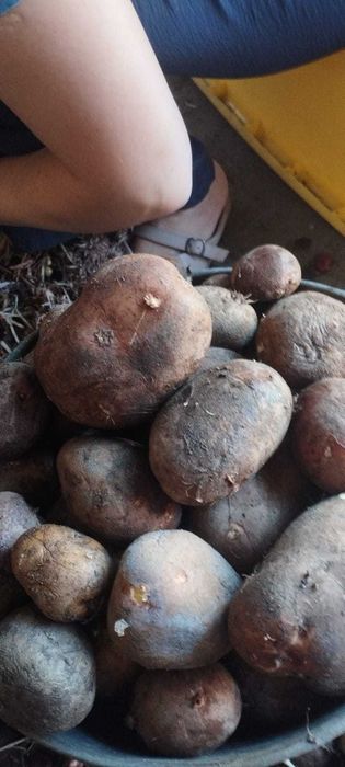 Продам Картофель прошлогодний. 500тг ведро