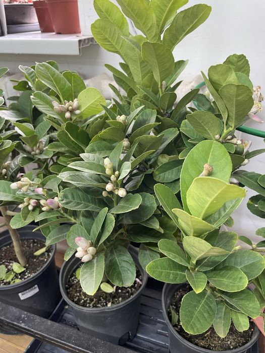 Лимон цитрус домашний