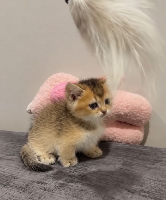Манчкин золотая шиншиллы эксклюзив.