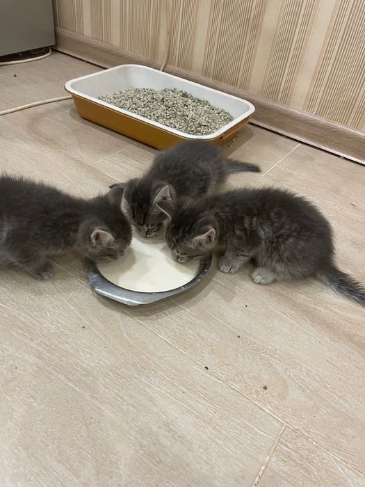 Котята бесплатно