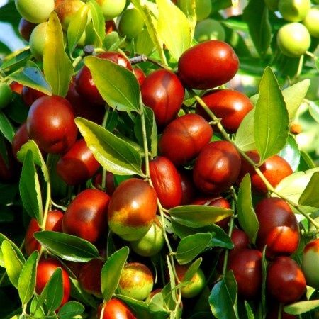 Pomi Fructiferi Exotici (Curmal Chinezesc )