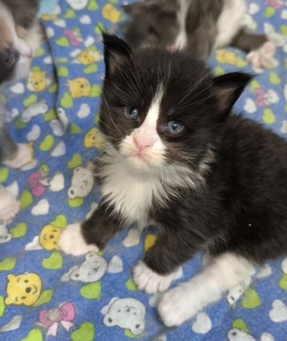 Продам котят мейкун