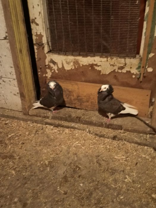 Vând o pereche de porumbei capucini