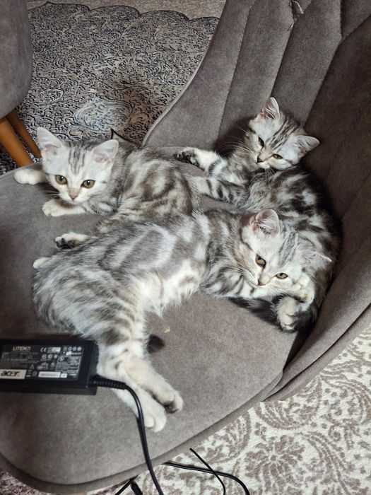 Продаю котят британские длиношерстки