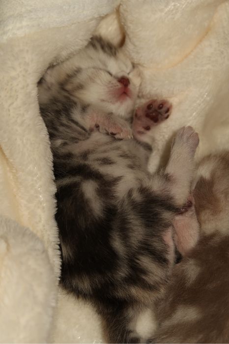 Чистокровные котята бронь