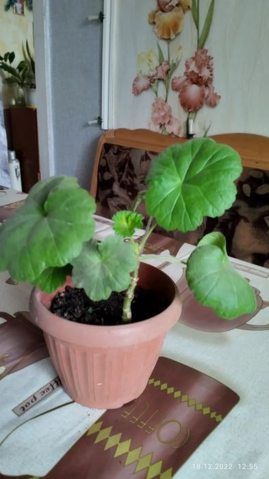 Красная герань на продажу