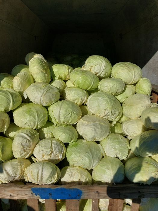 Varza de vanzare Beverly hills