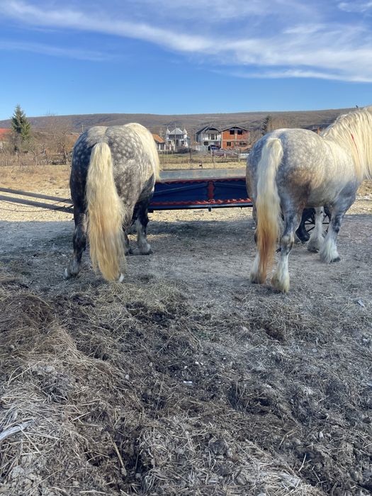 Vând armasar si iapă