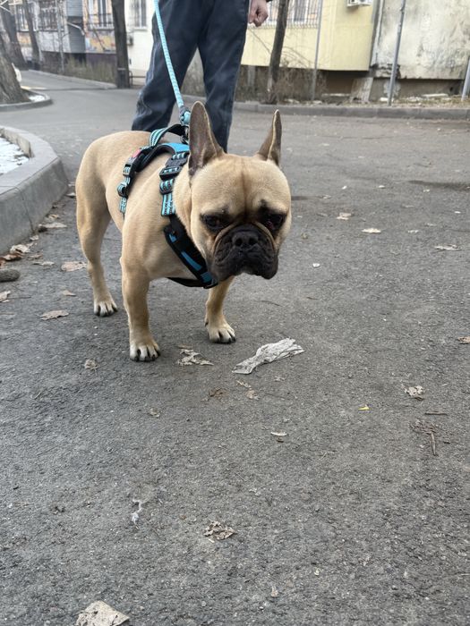 Собака француский бульдог