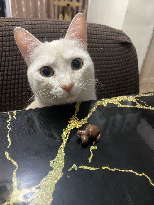 Срочно кот пропал