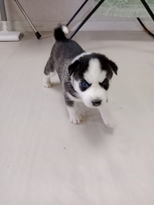 Щенки Хаски продаються