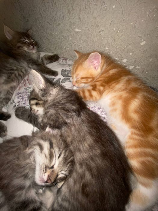 Котята в добрые руки (2 месяца, приучены к лотку)