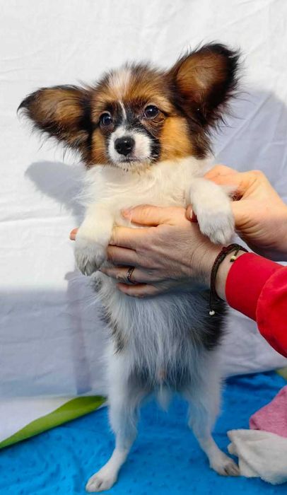 Cățeluș Papillon (fluture) mascul, 3 luni