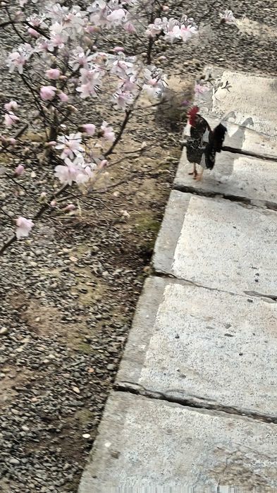 De vanzare 2perechi de gaini iopan