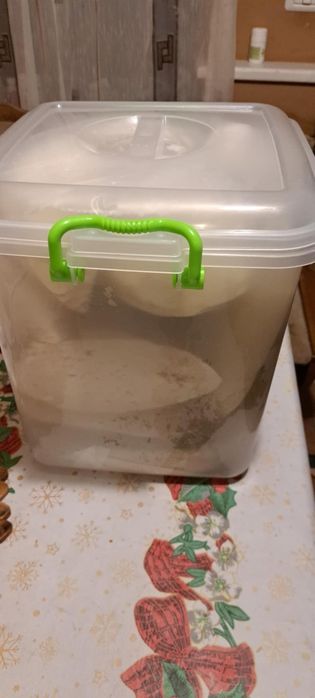 Vând brânză de capră