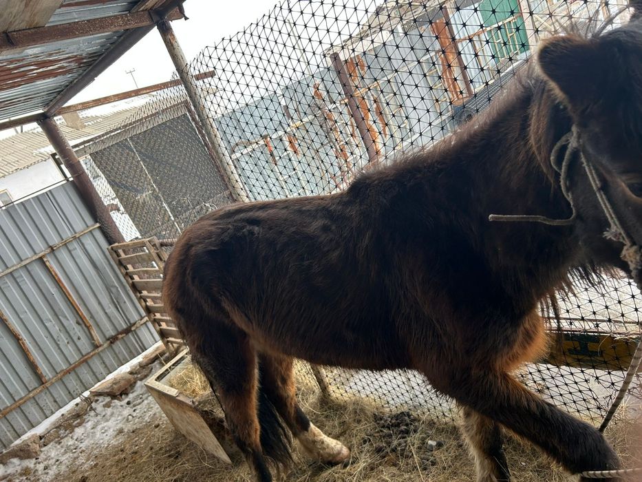 Тай Құнаннан Дөнен шығар сатылады