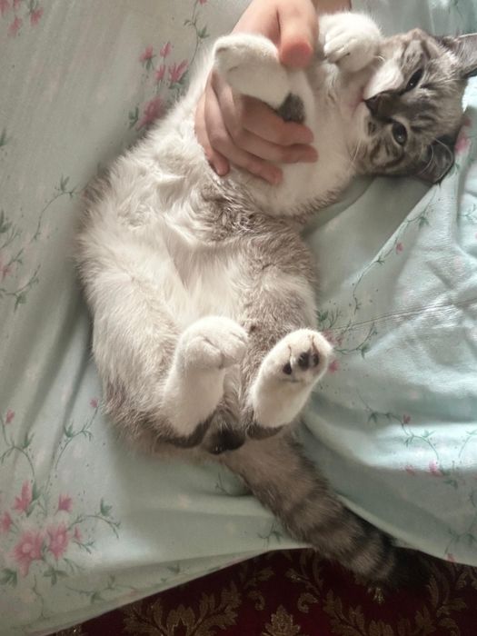 отдам даром игривую кошку