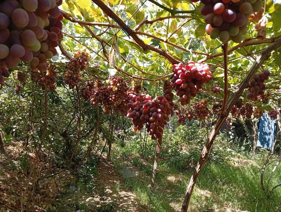 Продается Дача 12 соток Навбахор Паркент.