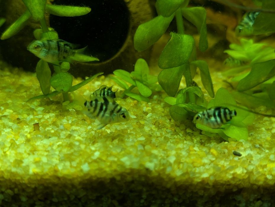 Сапфировый попугай