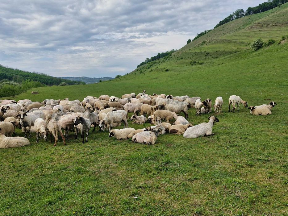 Oi cu miei de vanzare Mediaș