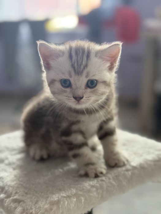 Котята британцы мальчики