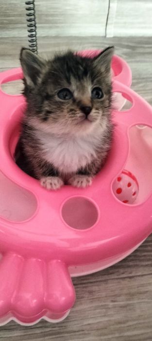 Котенок в добрые ручки
