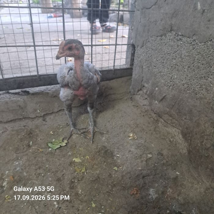 Продам 2 чолпана