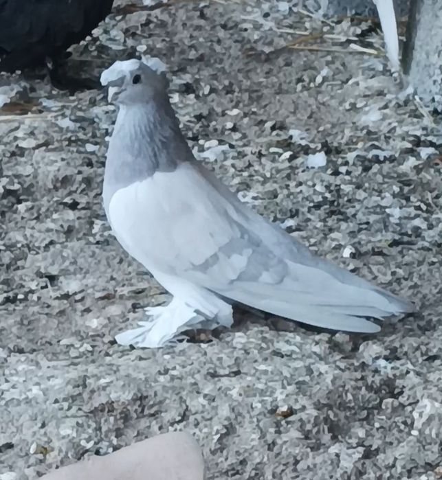 Продается голуби