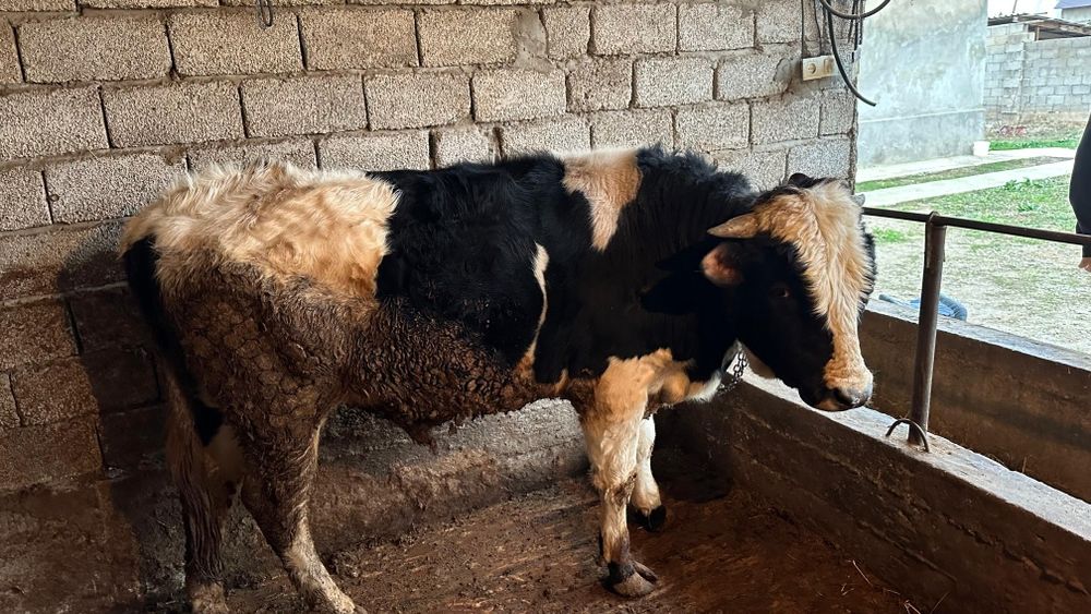 Букалар породстый