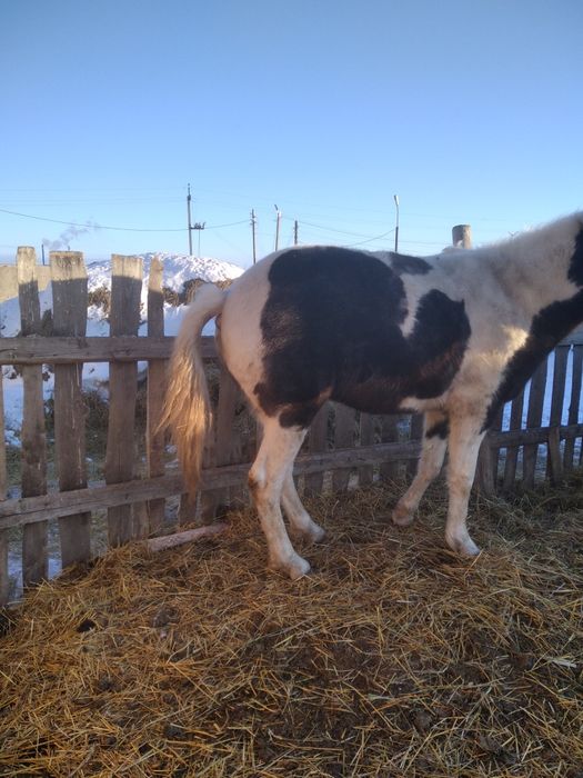 Продам кобылу трёхлетку