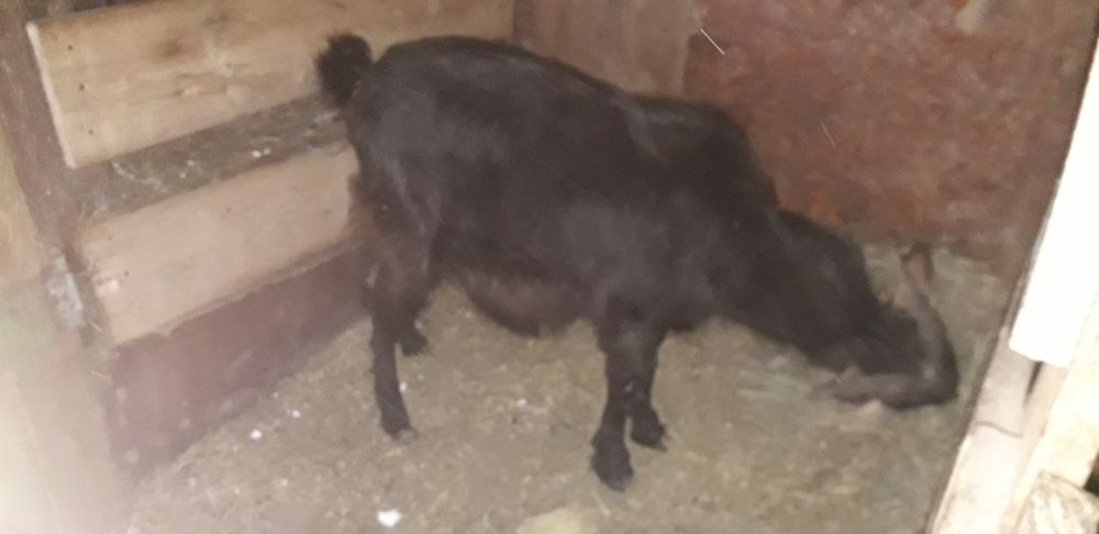 De vânzare doi țapi