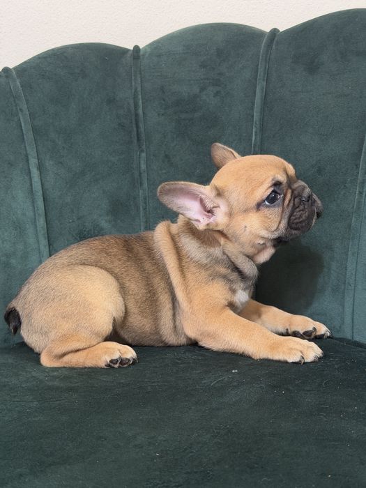 Bulldog francez