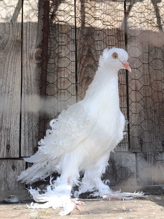 Porumbei creti francezi