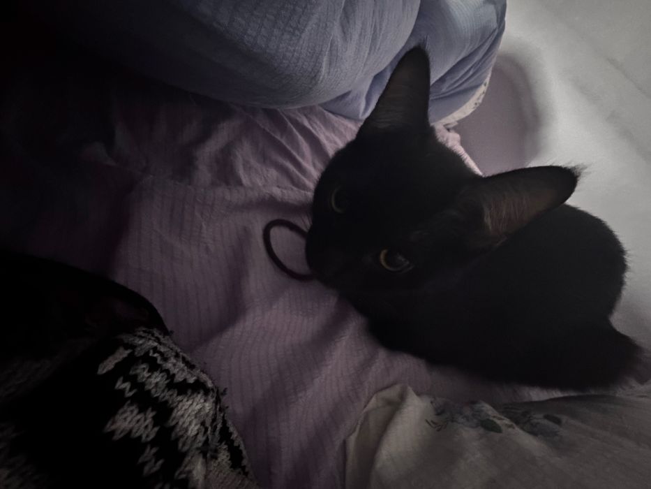 Отдам кошку в добрые руки