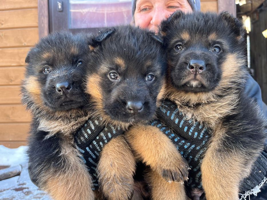 Щенки намецкой овчарки