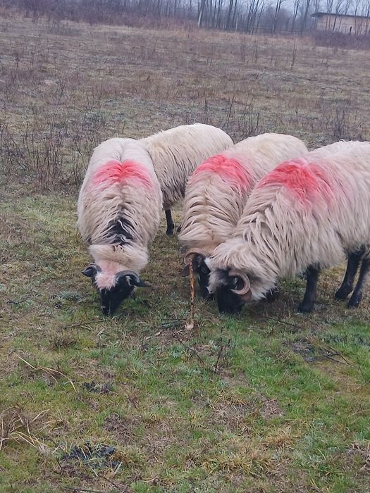 vând  patru noatine breze!!