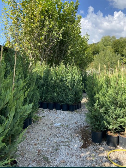 Plante ornamentale: tuia smaragd/ leylandii/ brazi/ tei/ pin/ liliac/